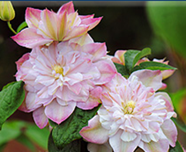 Клематис гибридный Инносент Блаш